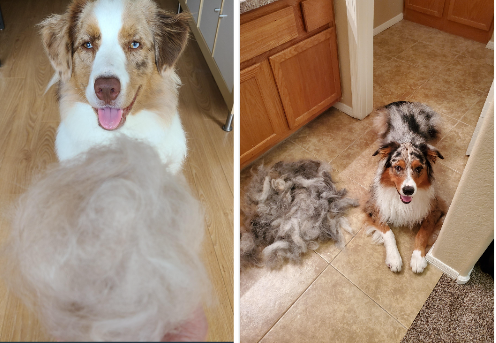 Two newly-brushed Australian Shepherds